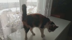 СЪЕЗДИЛИ / ОТПРАВИЛА / СИМА ПОЗИРУЕТ / УРАЛьское СЕЛО