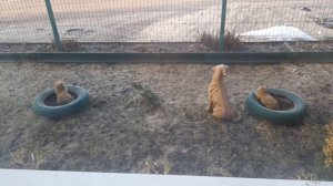 СУББОТНИК В ПАЛИСАДНИКЕ.