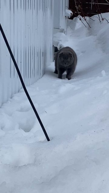 IMG_0415 кошка Фрося сугробов не боится 🙀