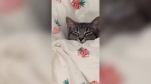 ПРИКОЛЫ С ЖИВОТНЫМИ ДО СЛЕЗ