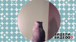 Медитирующий кот. Видели видео? Фрагмент выпуска от 22.03.2026