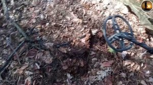 Всё тот же лес, находки другие.