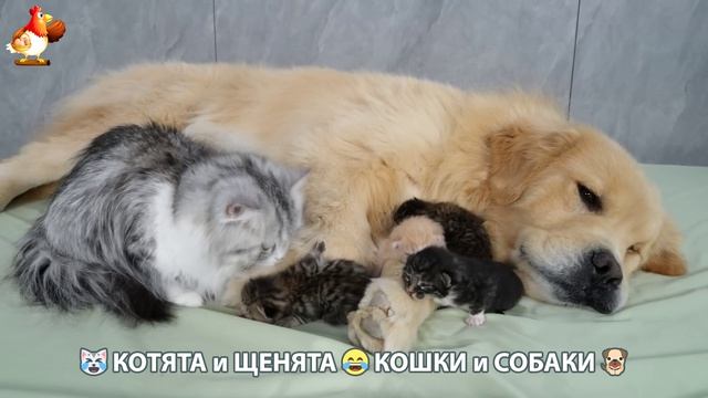Котята и щенята 🐈🐶 Кошки и собаки 🤗 Про животных (3)
