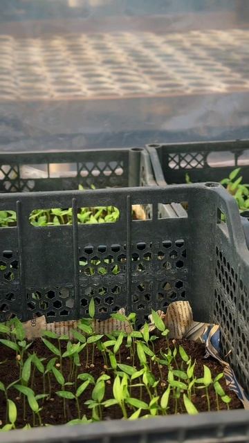 Они прорастут. Обязательно. Потому что земля помнит каждое прикосновение заботливых рук.