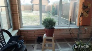 Проводила петуха.  Начала посевную цветов. О курах и многом другом. Жизнь на юге.