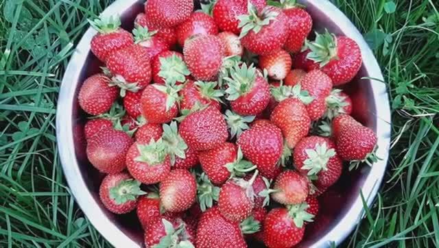 Уход за клубникой после зимы 🍓 Что делать весной для большого урожая