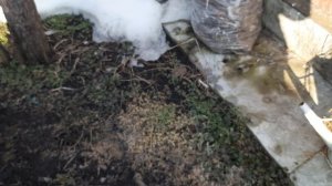 21 МАРТА/ /ПРИЕХАЛИ НА ДАЧУ//ОБЗОР РУЧНОГО КУЛЬТИВАТОРА В ДЕЛЕ//