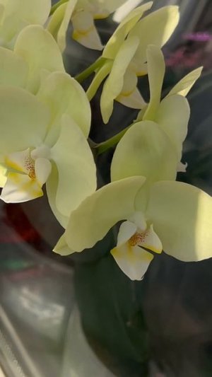 Невероятная красота! Орхидея без имени!