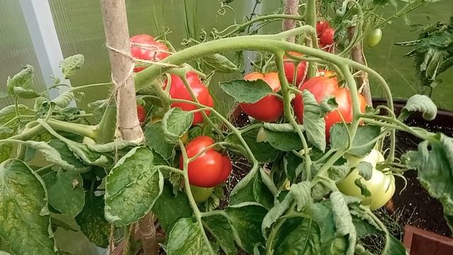 томаты_24.mp4