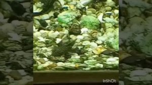 Стаи сомиков в аквариуме на 400 литров  22/03/2026