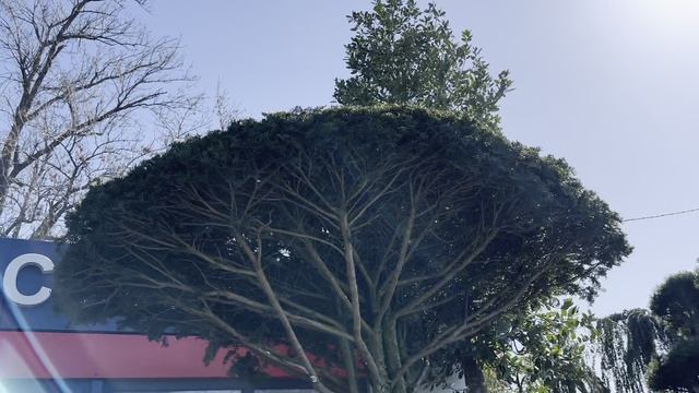 Тис BACCATA  ZOLLA, 200-250, UMBRELLA