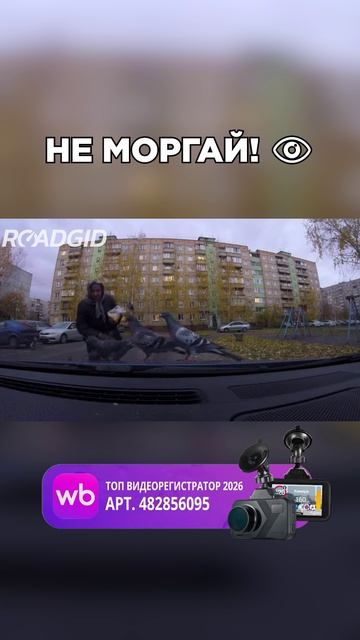 Арт. WB 482856095 Ozon 2575999791  Roadgid Premier 4 дорожныйхаос авто дтп