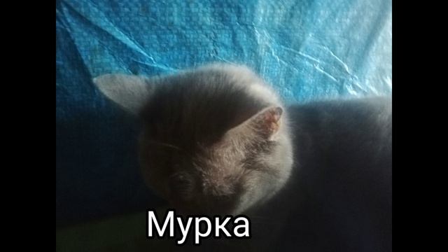 Мой питомец.