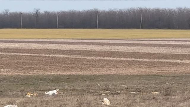 Альфа. 22.03.26