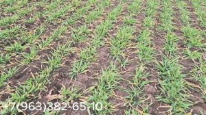 Сухой полив закрытия влаги Ротационной  бороной Карбон  М1200. Краснодарский край, Тихорецкий район