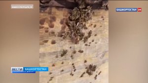В Башкирии после зимней спячки проснулись пчелы
