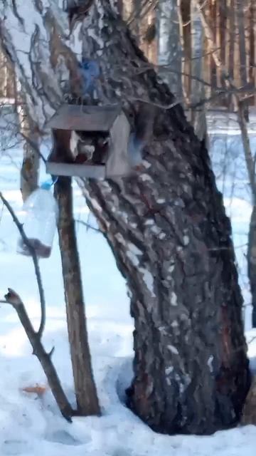 Белочка/Эко-парк, г. Тюмень