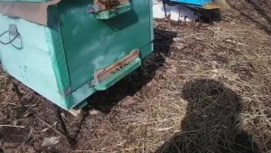 ПОДКОРМКА ПЧЕЛ ВЕСНОЙ