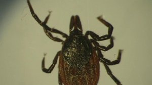 Из-за резкого весеннего потепления в России на два месяца раньше проснулись клещи.