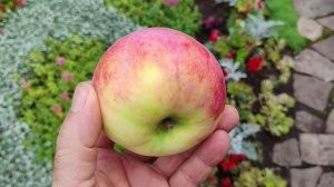 Алтынай - сорт яблони