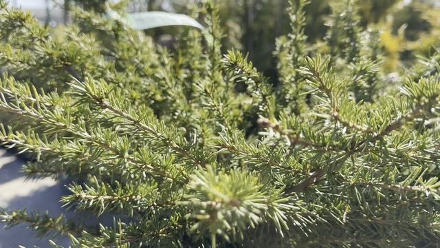 Кедр LIBANI SARGENTI, CLT 18, 06-08, 1/2 FUSTO