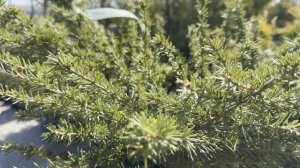 Кедр LIBANI SARGENTI, CLT 18, 06-08, 1/2 FUSTO