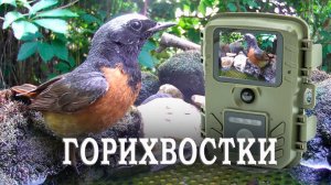 Водные процедуры ГОРИХВОСТОК / Фотоловушка в саду