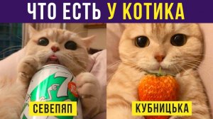 Что есть у котика? Приколы с котами