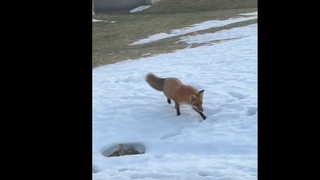 Лиса Охотится Ранней Весной