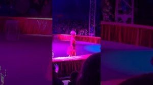 Цирк Виват - шоу-программа «Белые тигры» Кошки, город Воронеж 20.03.2026