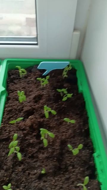 Цветочек распустился