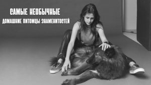 Самые необычные домашние питомцы знаменитостей