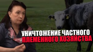 ИЗЪЯТИЕ СКОТА. Кому выгодно разорять фермеров? Марина Масленникова