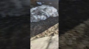 Мы идём гулять с собакой! | 22-мар-2026 4