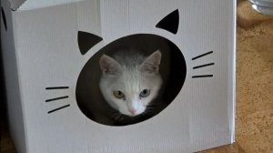 Милка лазит по шкафу