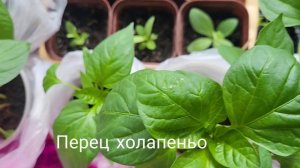 хроника в конце марта 2026г.