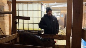 Бык ломает загон. Пришлось ремонтировать. Делаем ремонт своими руками. Строим дом в деревне.