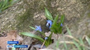 В Ставрополе планируют благоустроить Таманский лес — проект поддержали в Общественной палате