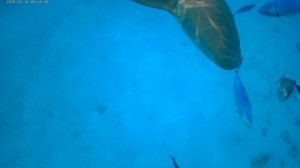 с акулами от первого лица