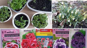 Подснежники😊 весна пришла! И снова семена! Вышла в теплицу 💥