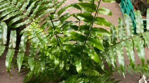 №129.Пересадка папоротник Мачо. Упал с полки - переломался.