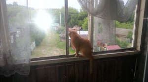 Новые приключения рыжего кота