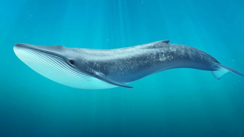 Whale Codes 174Hz - Nervous System Healing - Crystal Ocean Sounds