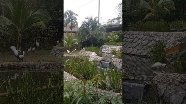 сингапур. парк птиц. речное сафари