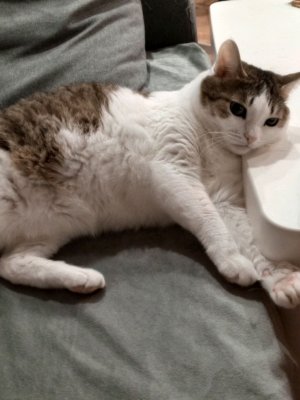 ВеЧеРнИй СтРиМчИк