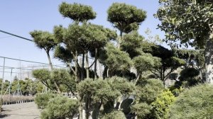 Сосна MUGO MUGHUS ZOLLA, 200-250, BONSAI