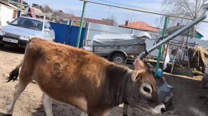 Джерси на прогулке. Спасалась как могла.