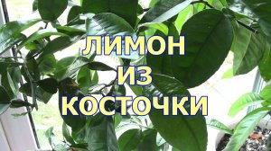 Как вырастить лимон из косточки - Домашний лимончик