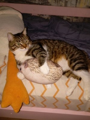 играем в кошачьи царапины