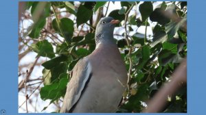 Вяхири в Севастополе в марте. Птица ест зеленые листья
